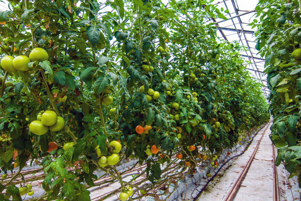 The existing agricultural complex in Kherson